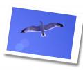 mouette.jpg mouette.jpg